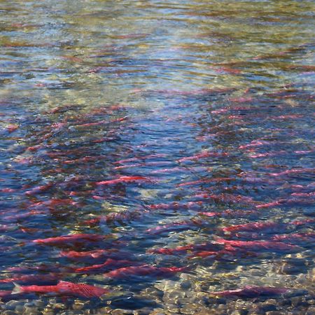 Hilltop Inn - Salmon Arm Bagian luar foto