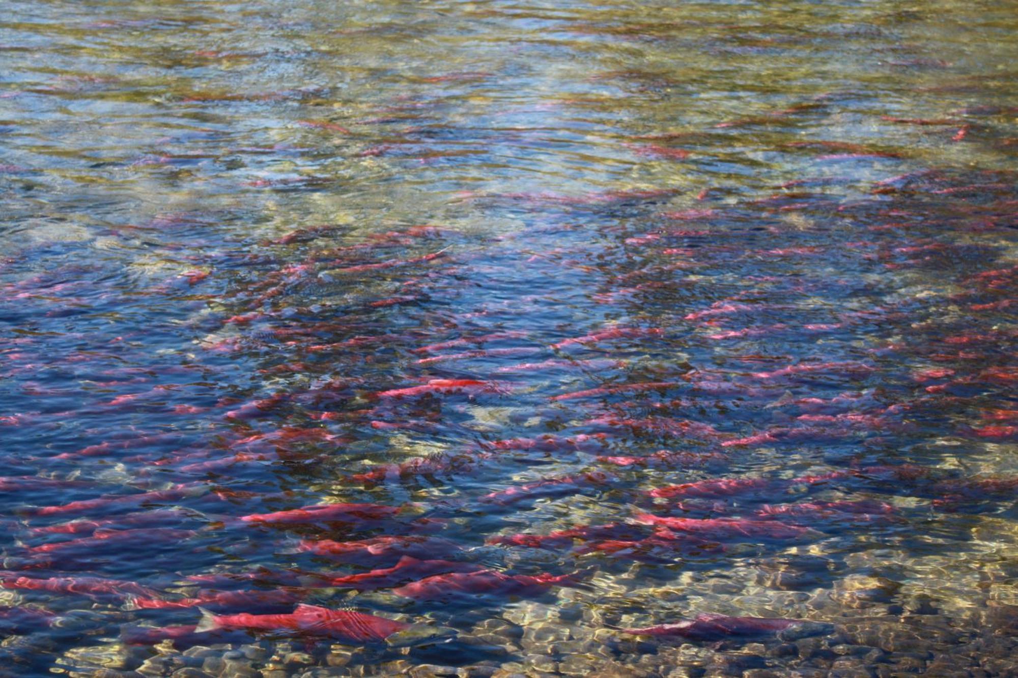 Hilltop Inn - Salmon Arm Bagian luar foto
